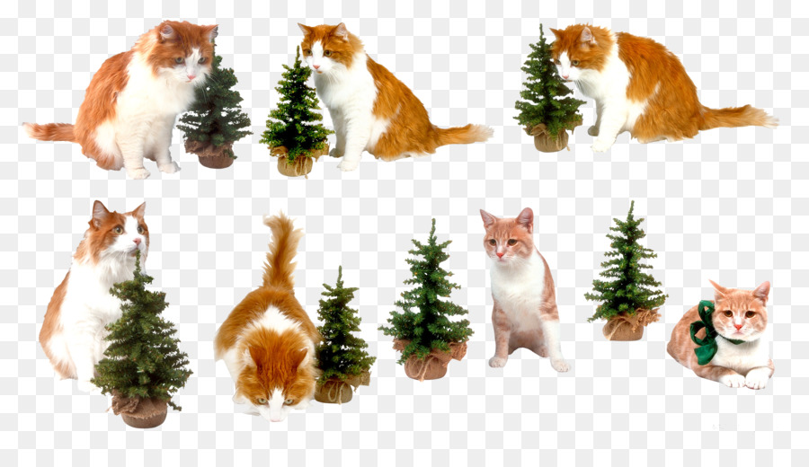 Chat，Arbre Du Nouvel An PNG