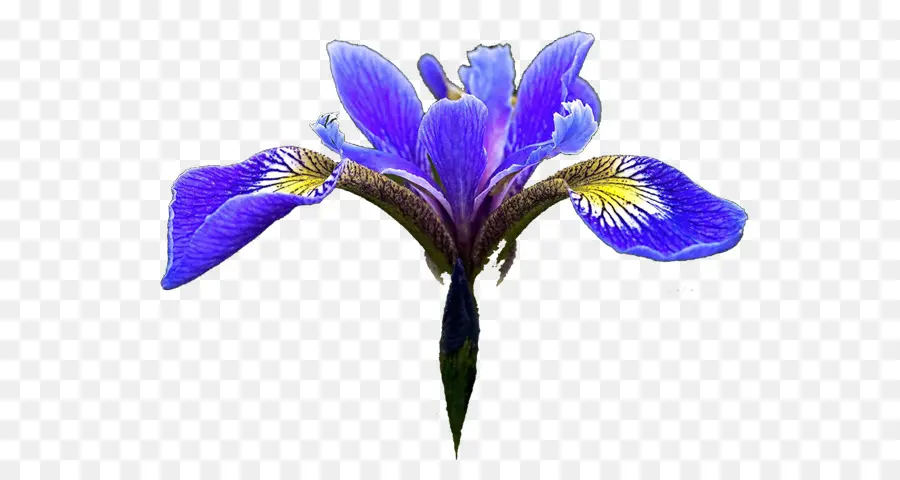 Le Nord Du Pavillon Bleu，Iris Fleur De L Ensemble De Données PNG