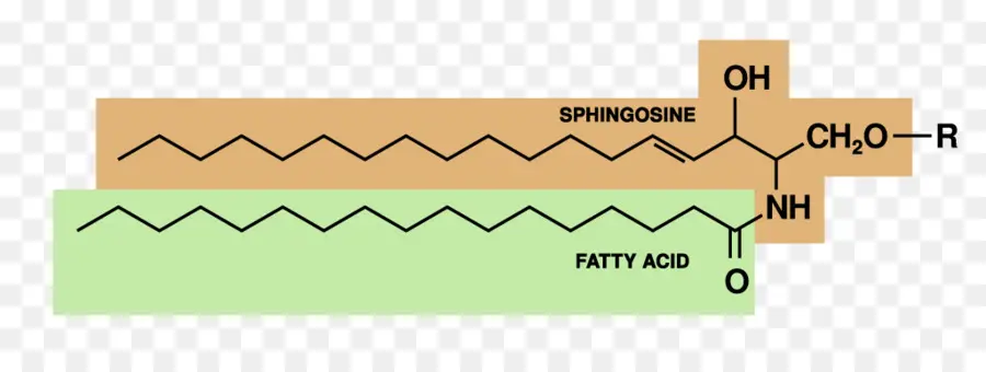 Sphingolipide，Sphingosine PNG