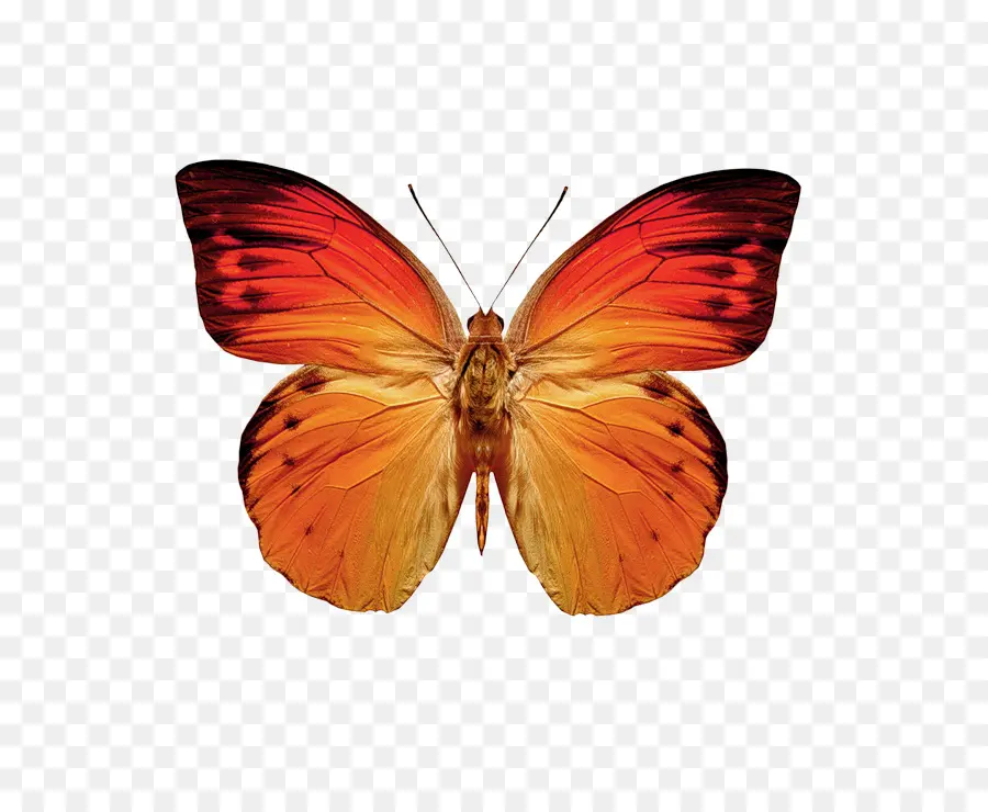 Papillon，Orange PNG