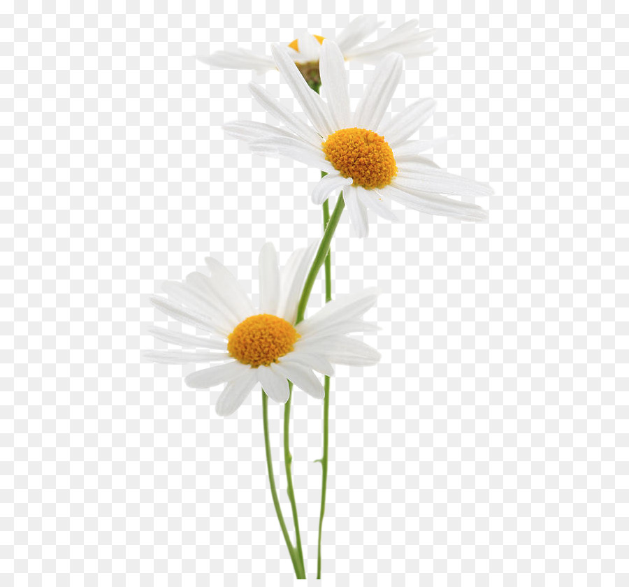 Marguerites，Fleurir PNG