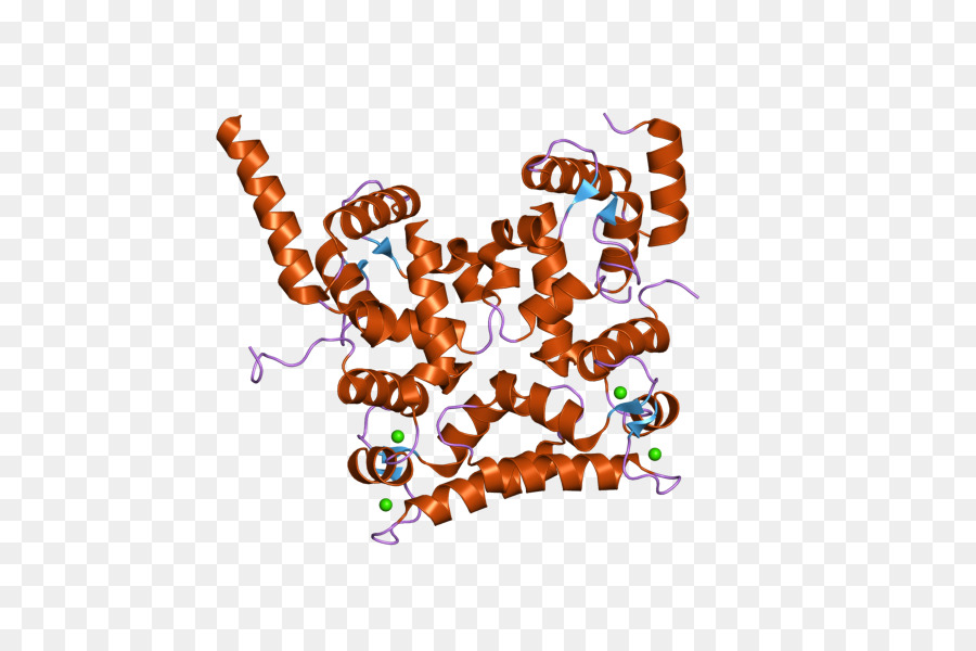 La Calcineurine B Homologue De La Protéine 1，La Calcineurine PNG