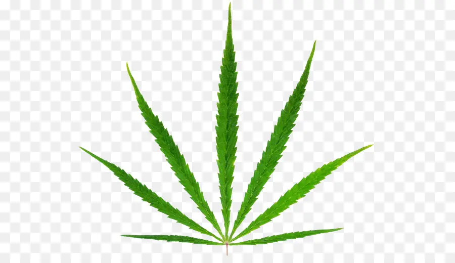 Cannabis Sativa，Le Cannabis PNG