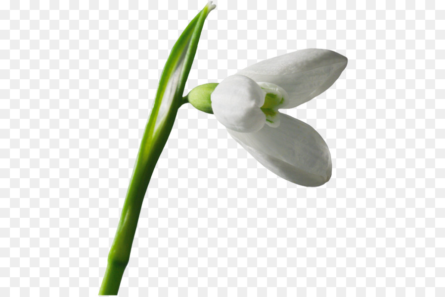 Fleur De Perce Neige，Usine PNG