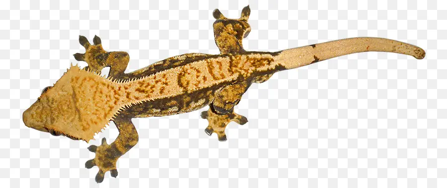 Gecko，Lézard PNG