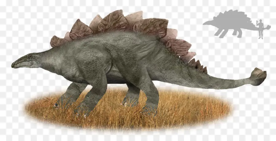 Joint，Stegosaurus PNG