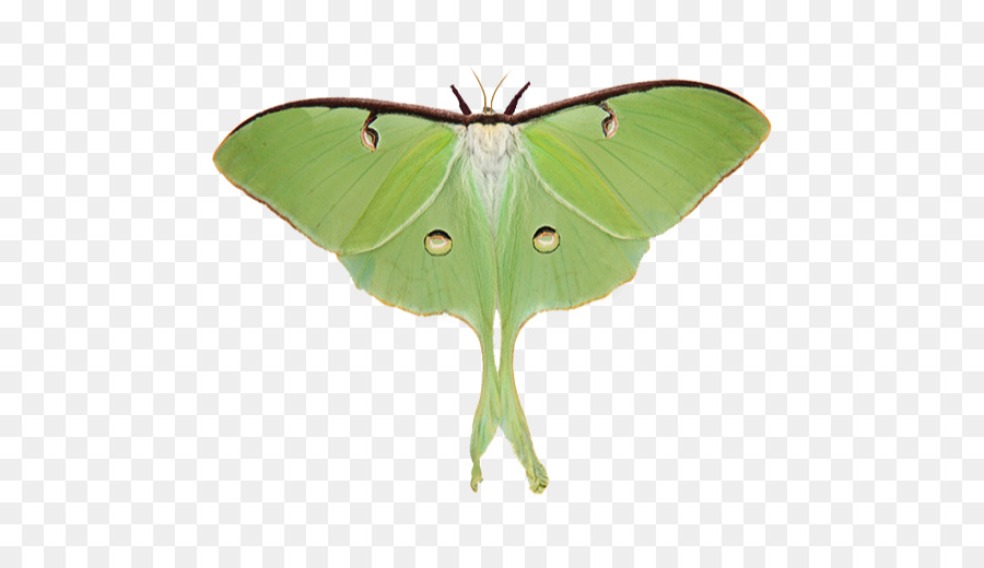 Papillon De Lune，Ailes PNG