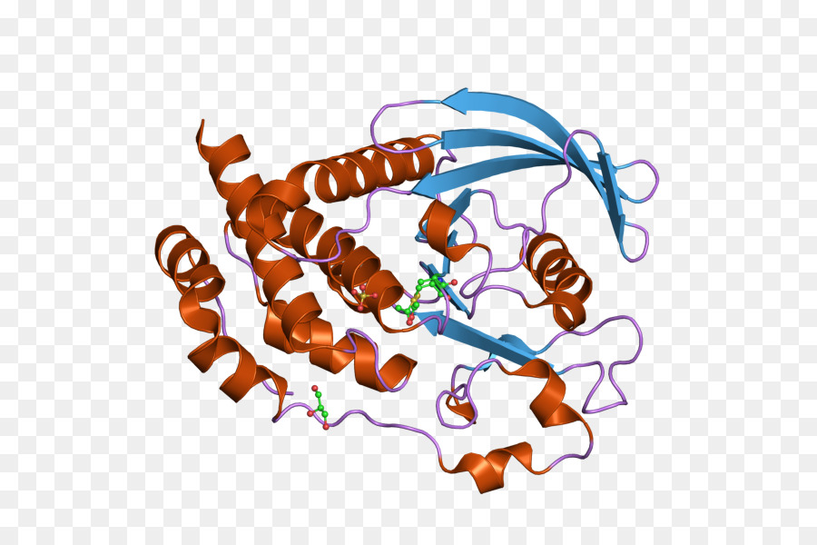 Ptpn5，La Protéine Tyrosine Phosphatase PNG