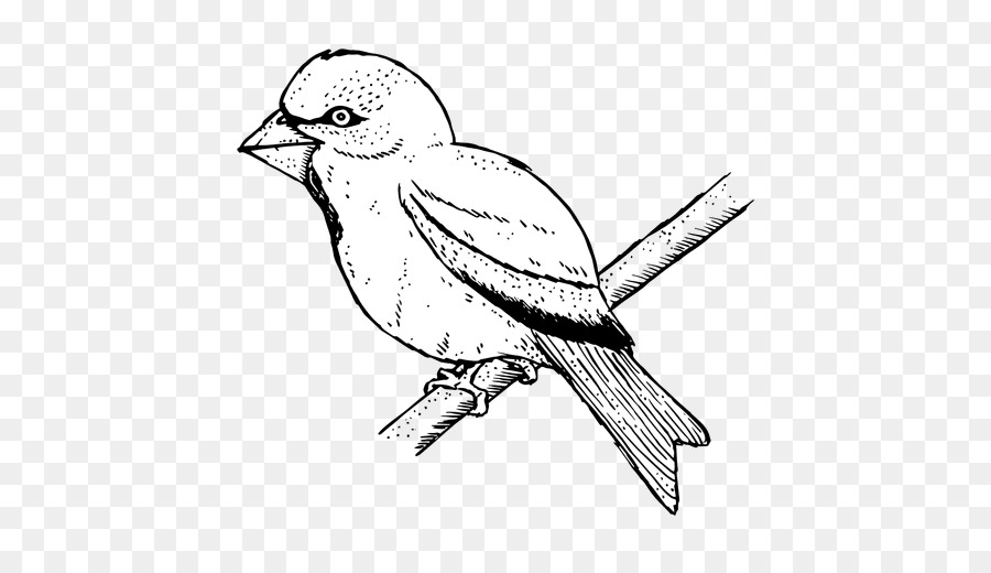 Illustration D'oiseau，Moineau PNG