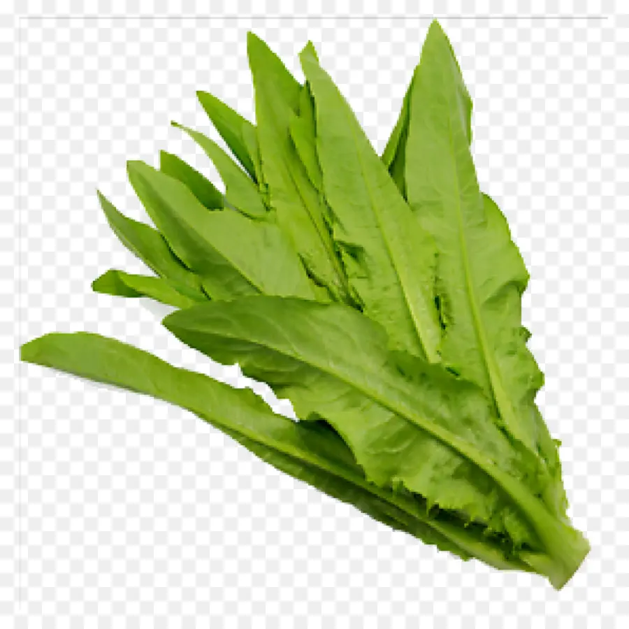 Printemps Verts，Celtuce PNG