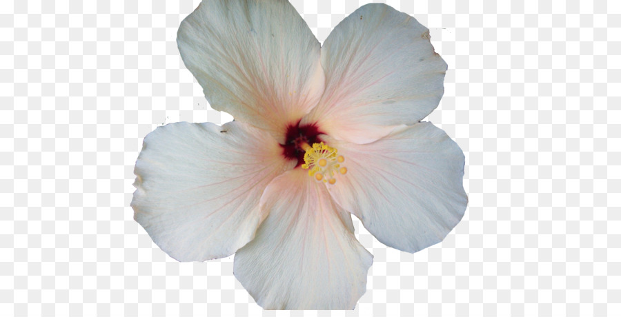 Fleur D'hibiscus，Fleur PNG