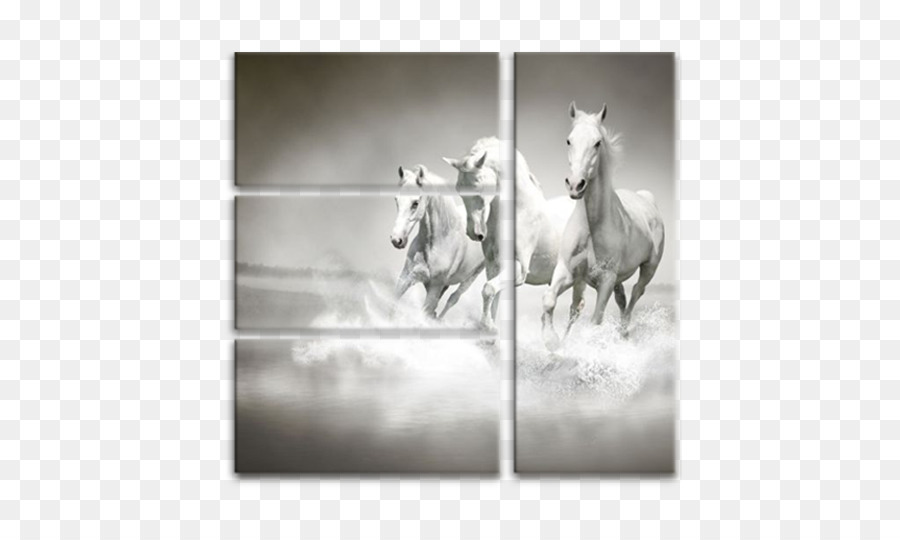 Chevaux Blancs，En Cours D'exécution PNG