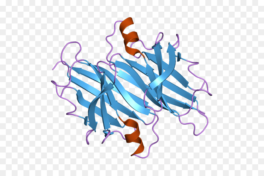 Structure Des Protéines，Molécule PNG