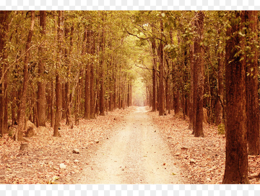 Chemin Forestier，Arbres PNG