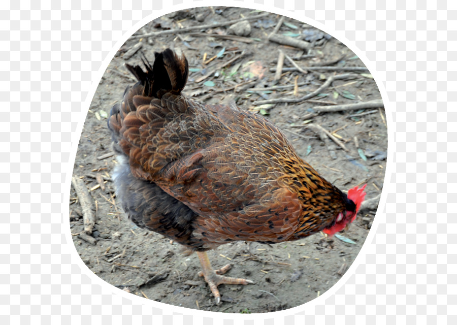 Coq，Poulet PNG