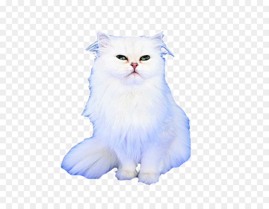 Chat，Animal De Compagnie PNG