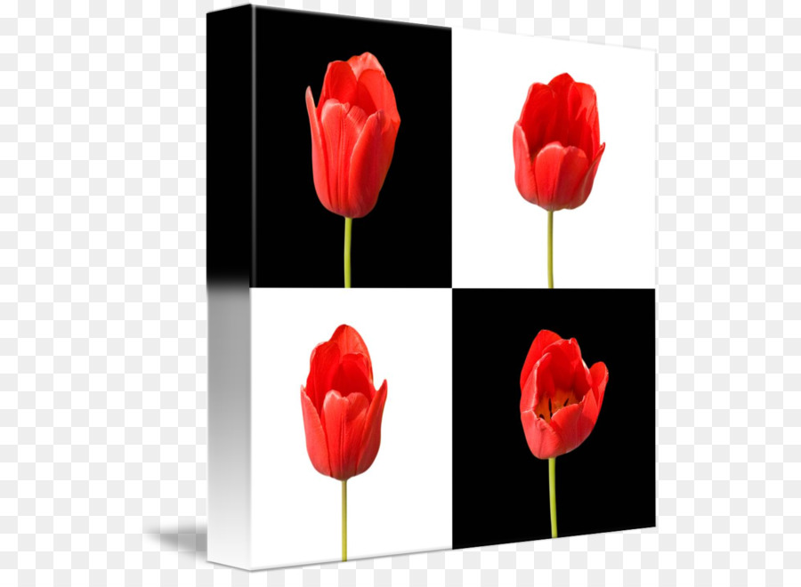 Tulip，Fleur PNG