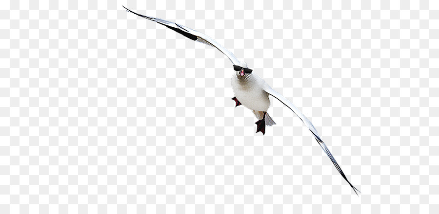 Oiseau Blanc，Vol PNG