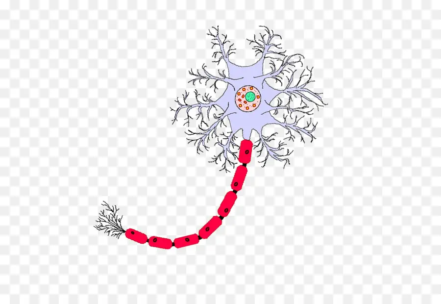 Illustration De Neurone，Neurone PNG