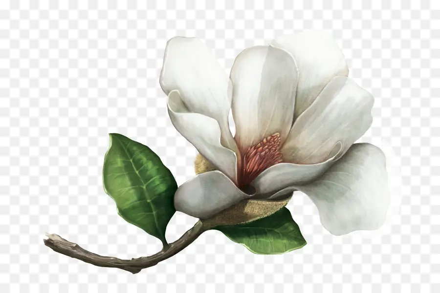 Le Sud De Magnolia，Magnolia Colombiana PNG