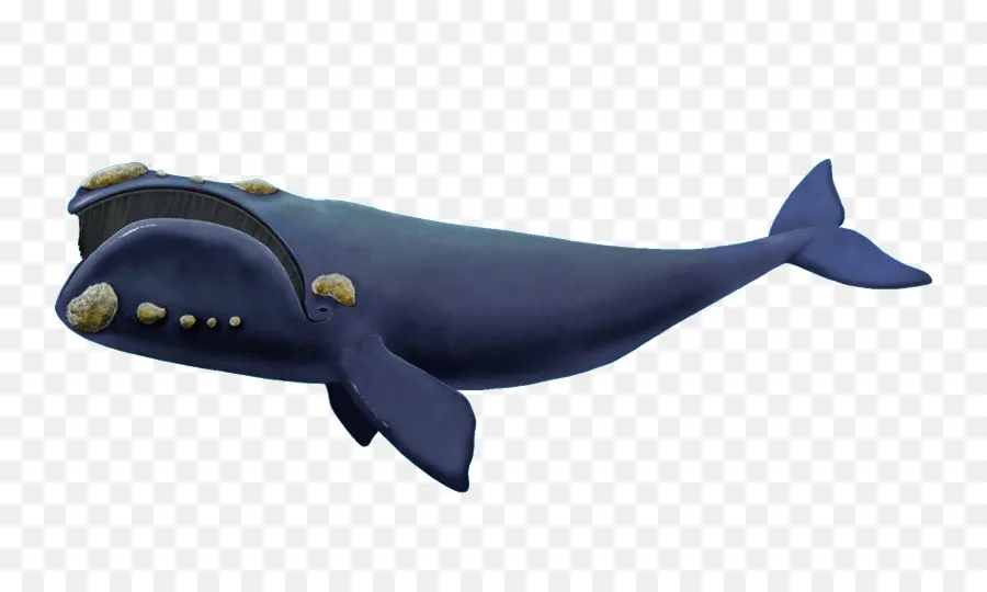 Baleine，Océan PNG