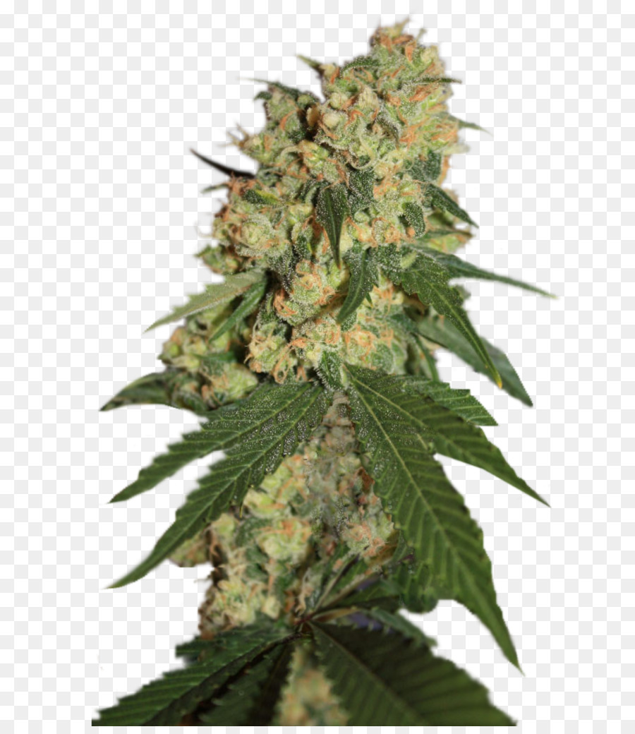 Cannabis，Graine PNG