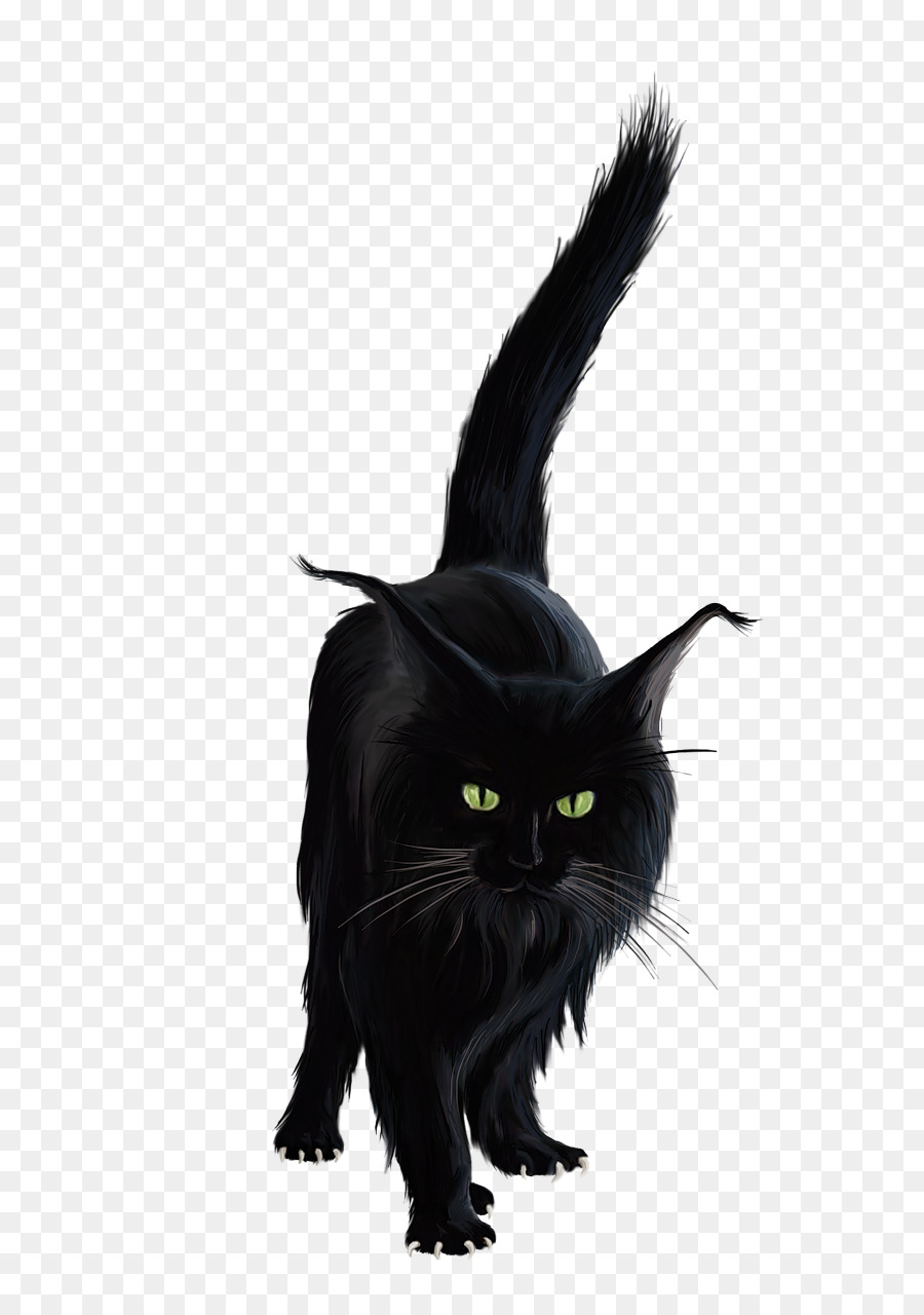 Chat Siamois，Chat Noir PNG