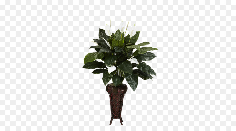 Cuisine，Plante PNG