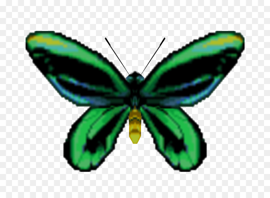 Papillon Monarque，Papillon PNG