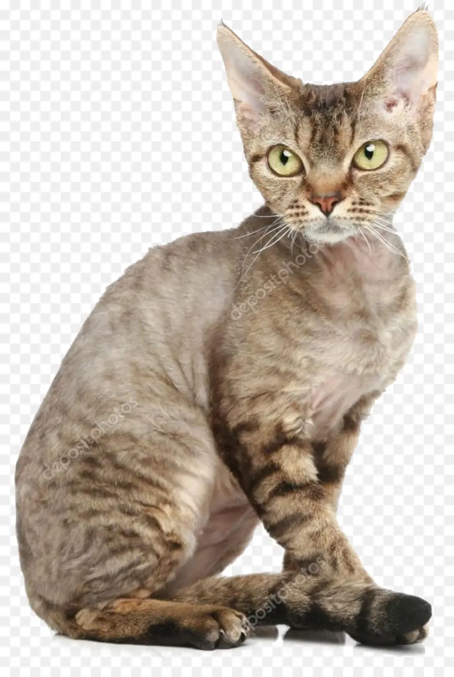 Chat Sans Poils，Animal De Compagnie PNG