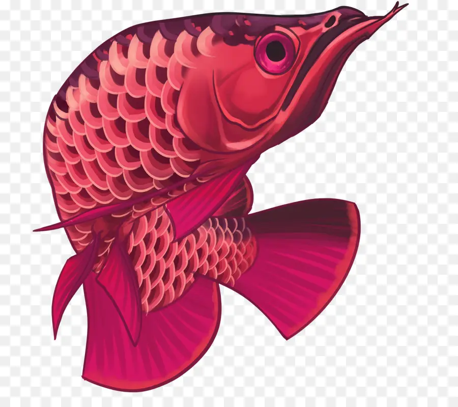 Poisson，Aquatique PNG