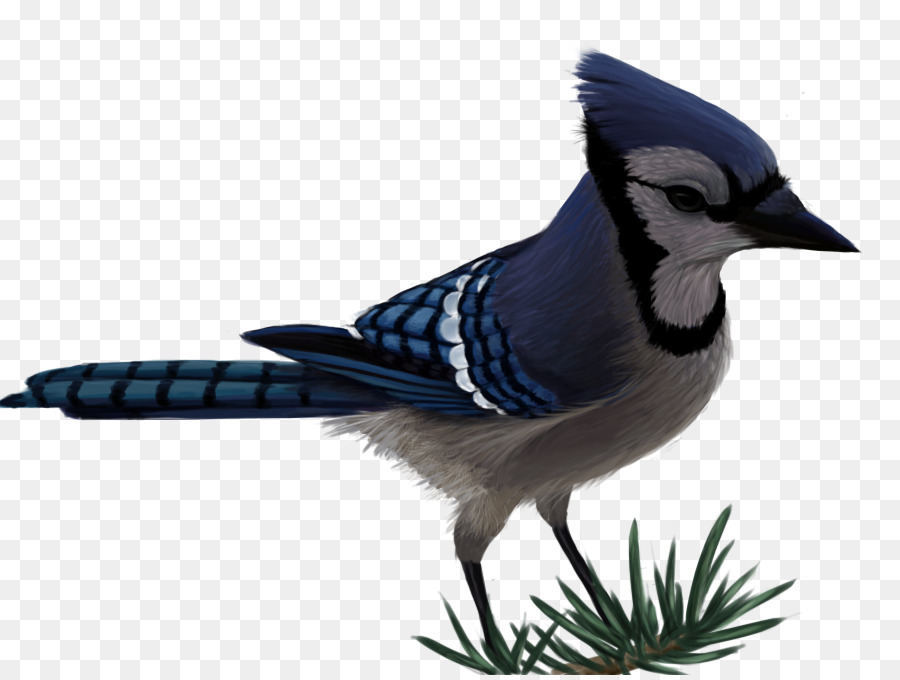 Geai Bleu，Oiseau PNG