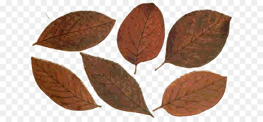 Feuilles，Automne PNG