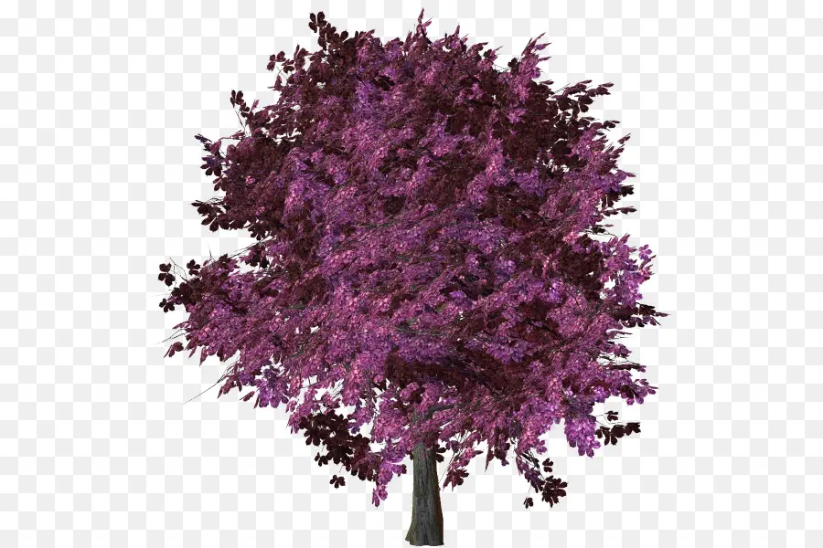 Arbre à Fleurs Violettes，Feuilles Vertes PNG