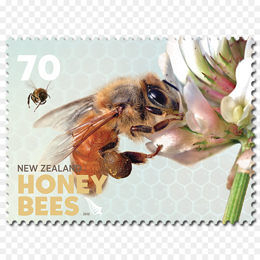 Abeille à Miel，Nouvelle Zélande PNG