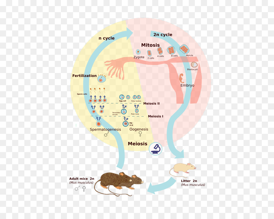 Cycle Biologique，Wikimedia Commons PNG