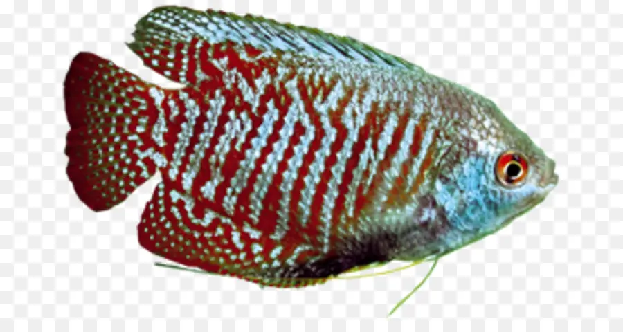 Poisson，Aquatique PNG