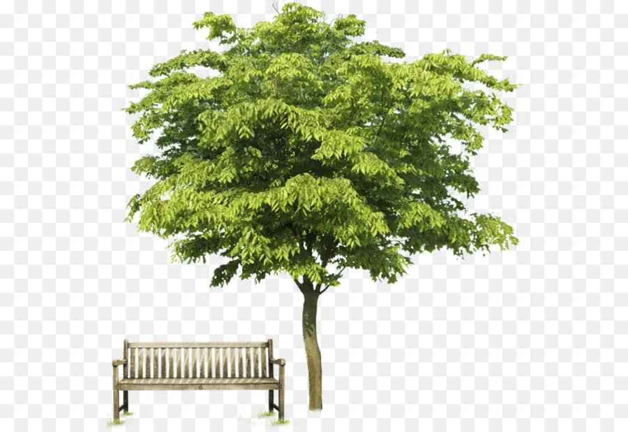 Banc，Arbre PNG