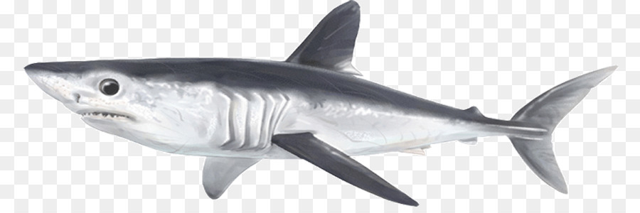 Requin，Océan PNG