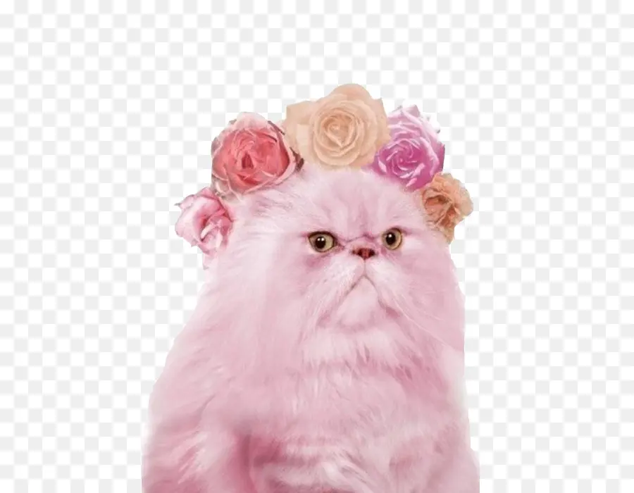 Chat Rose，Duveteux PNG