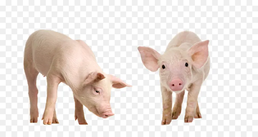 Cochon Et Cochon D'inde，Cochon PNG