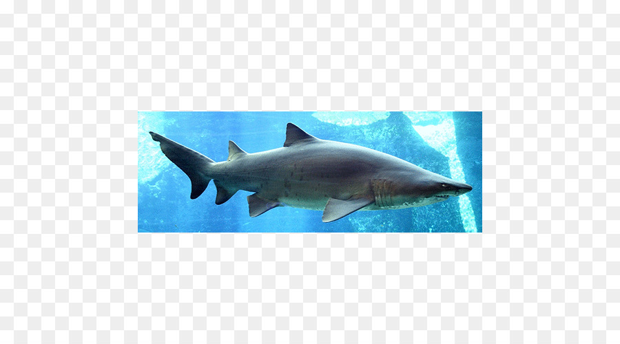 Requin，Soupe Aux Ailerons De Requin PNG