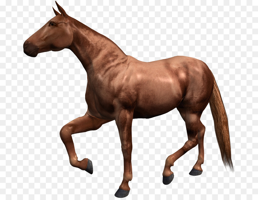 Cheval Hackney Barb Cheval Paso Fino Cheval Png Cheval Hackney Barb Cheval Paso Fino Cheval Transparentes Png Gratuit