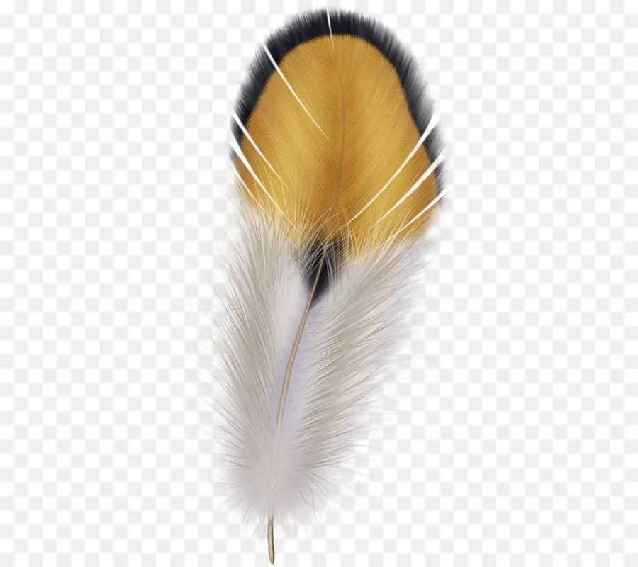 Plume，Oiseau PNG