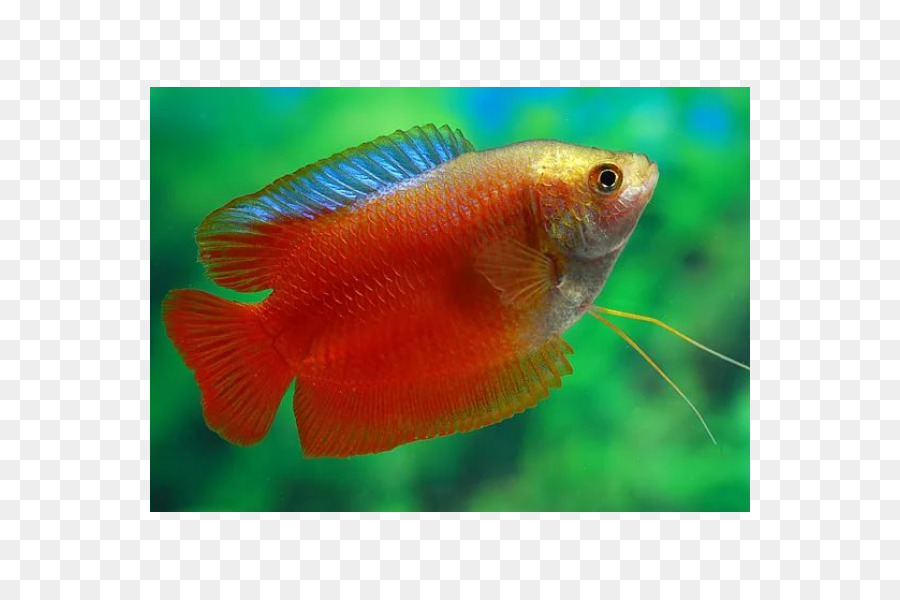 Gourami Nain，Gourami Miel PNG