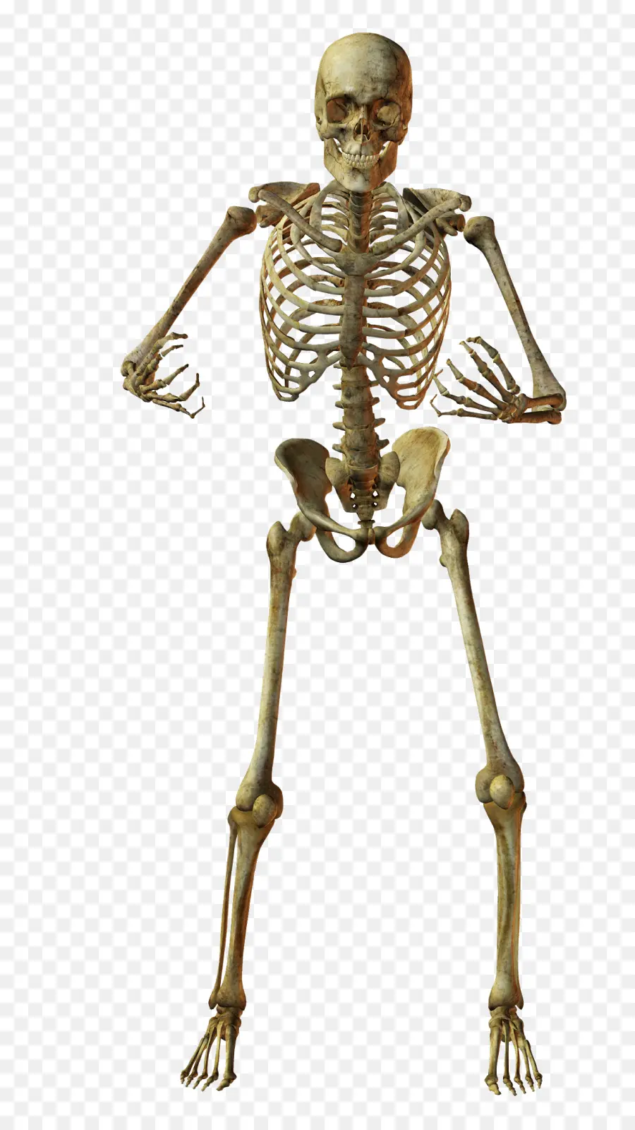 Squelette Humain，Squelette PNG