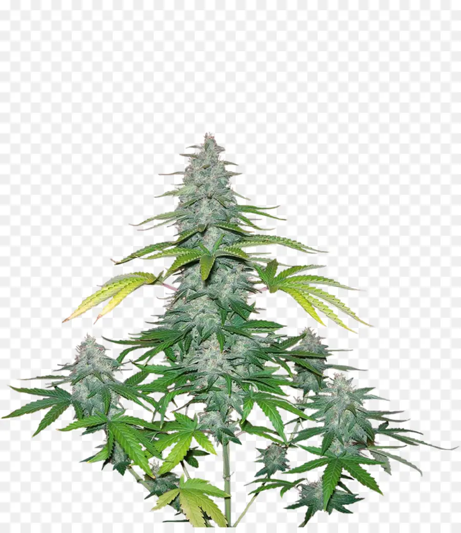 Plante De Cannabis，Marijuana PNG