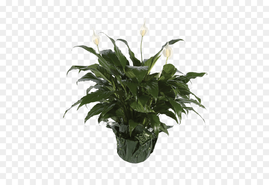 La Paix Lys，Flowerpot PNG