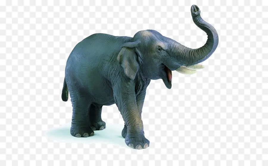 Éléphant，Défenses PNG