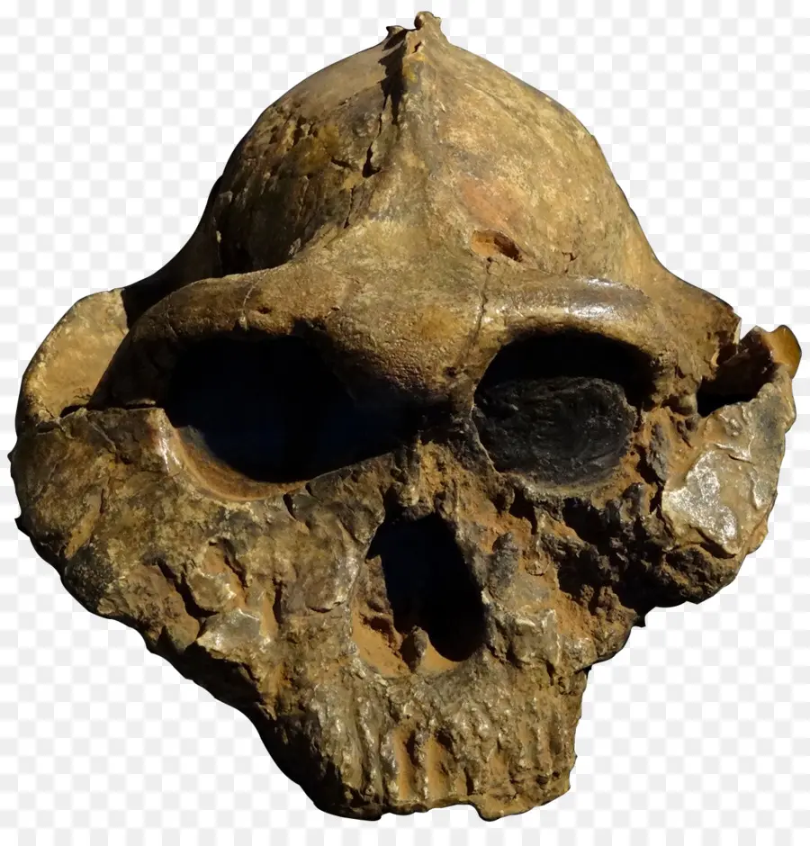 Les Gorges D Olduvai，Paranthropus Boisei PNG